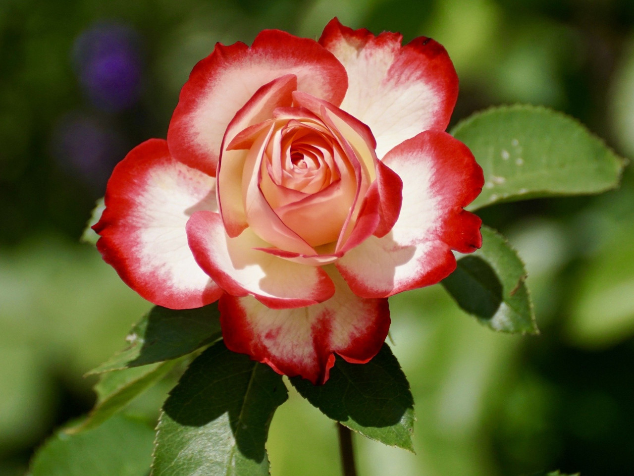 Costitx en Flor