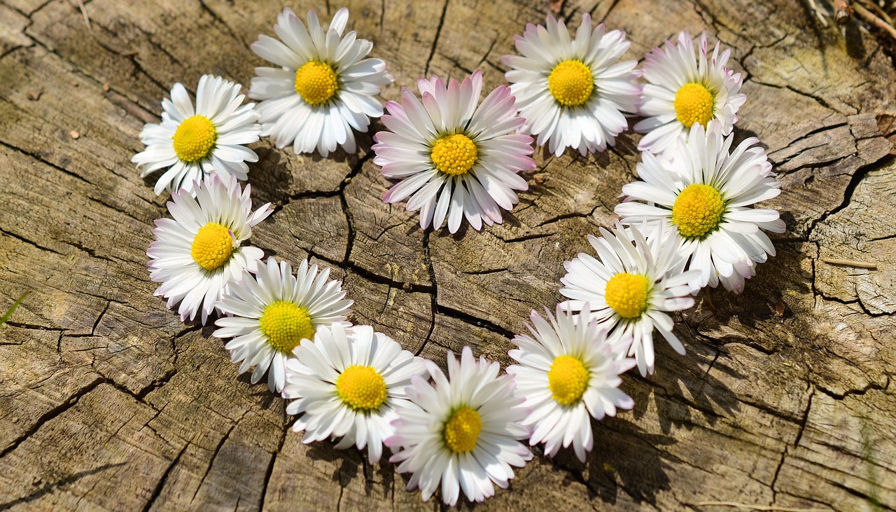 fira flor