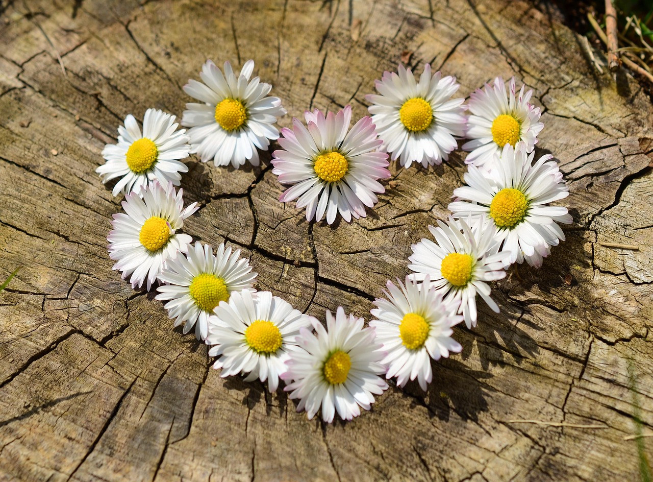 fira flor costitx