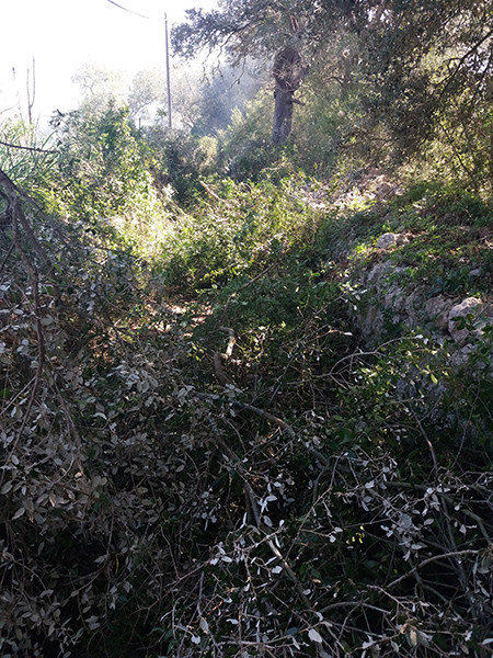 Recuperat, després de 20 anys