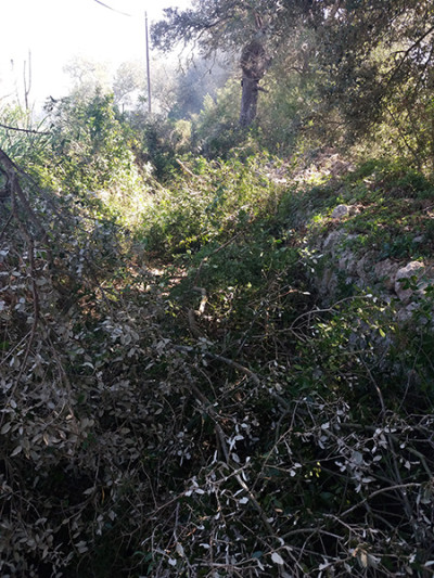 Recuperat, després de 20 anys